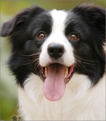 边境牧羊犬的喂养原则