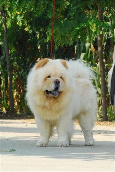 松狮犬在外出的时候,很喜欢到处吃地面上的东西,很容易迟到有毒食物