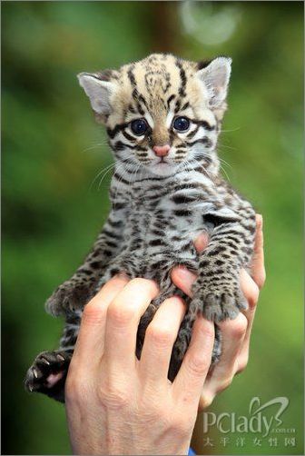2009年10月16日,德国阿瑟斯雷,动物园里新出生的豹猫.