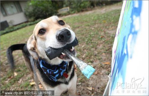 会画画的狗:作品卖出了1700美元高价