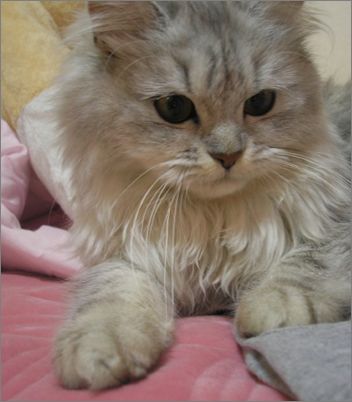 六招打造漂亮金吉拉猫
