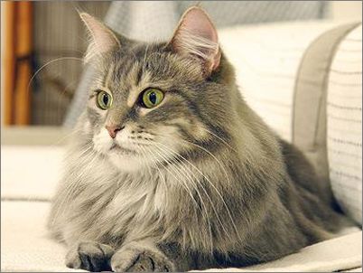 点击图片进入下一页>>        英文名mainecoon,俗名别名缅因库恩猫