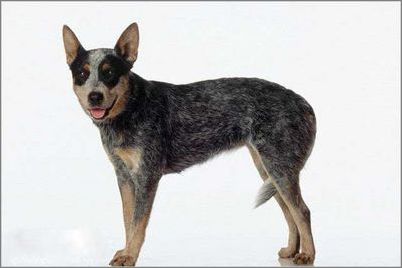 宠物大全:澳洲牧牛犬详细资料