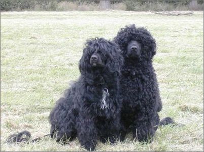 宠物大全:葡萄牙水犬的详细资料