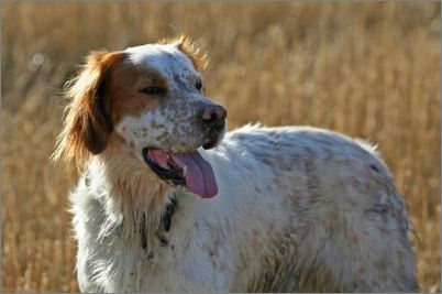 宠物大全:英国雪达犬的详细资料