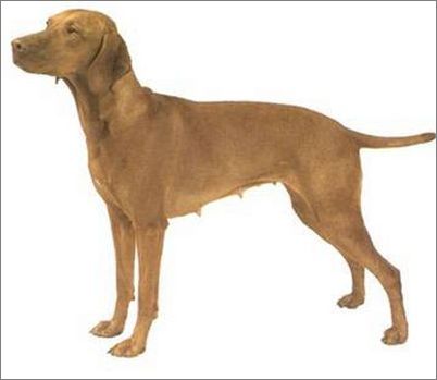 宠物大全:维兹拉犬的详细资料