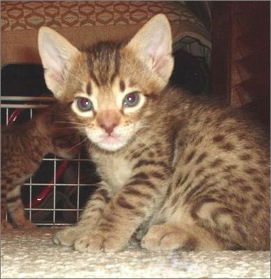 宠物大全:哈瓦那棕猫的详细资料