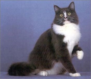 宠物大全:褴褛猫的详细资料