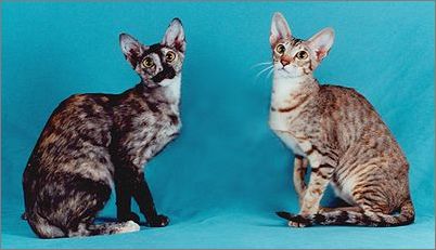 养护贴士:完美东方短毛猫的训练手册
