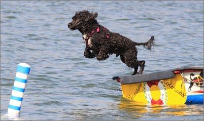 日落日出一千次的小窝; 品种名称: 葡萄牙水犬; 世界名犬欣赏(大型犬