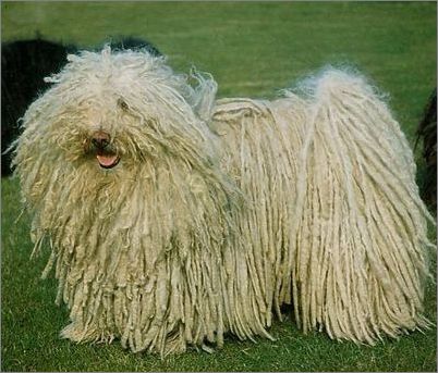 波利犬对水的需求