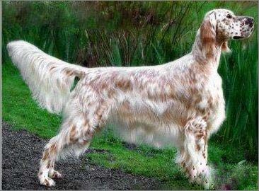 雪达犬