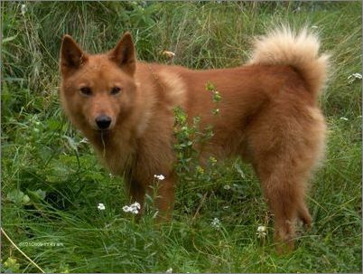 芬兰猎犬_芬兰拉普猎犬_芬兰猎犬小狗图片_太平洋时尚网专区