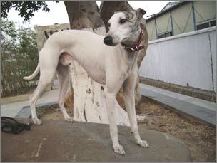 惠比特犬的游散训练