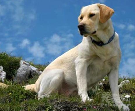 拉布拉多连续19年当选最受欢迎犬种