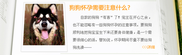 pclady宠物课堂:狗狗怀孕护理指南