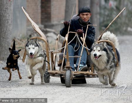 犬皮肤病:犬蠕形螨病