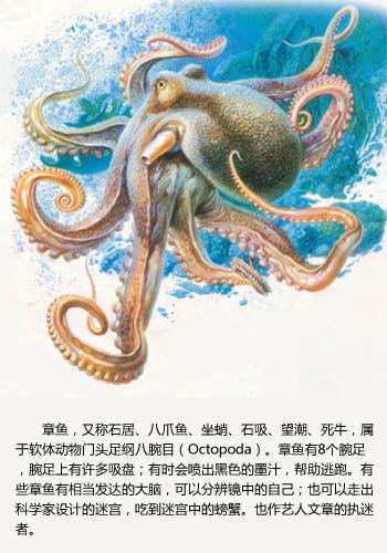 宠物大全:章鱼保罗的详细资料