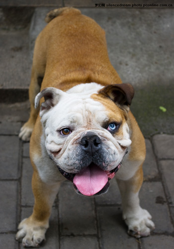 斗牛犬 斗牛犬