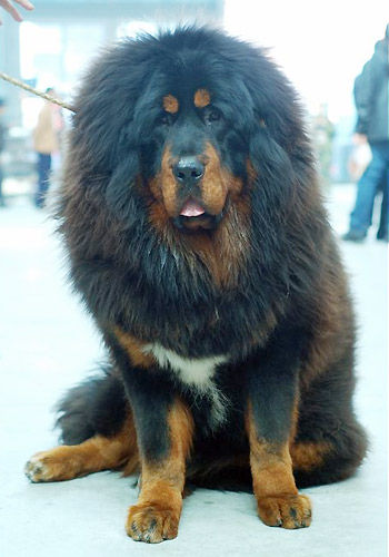 藏獒