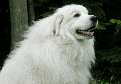 大白熊犬大白熊犬图片大全成年大白熊犬图片