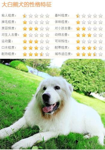 大白熊犬 大白熊犬价格 大白熊犬图片 大白熊犬介绍 太平洋时尚网专区