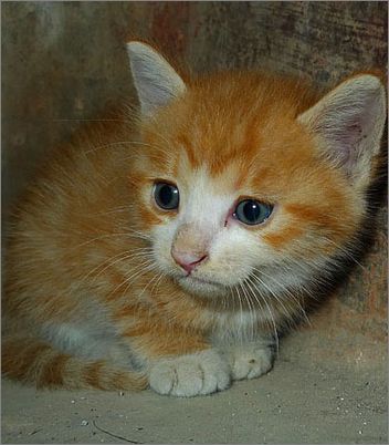 猫蚤圈什么原理_猫蚤咬人后什么症状