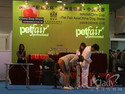 十二届亚展中国犬赛精彩现场报道