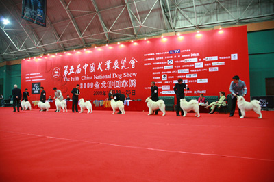 第五届中国犬业展览会采撷