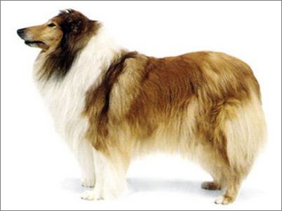 宠物大全:苏格兰牧羊犬详细资料