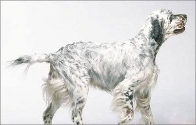 宠物大全：英国雪达犬的详细资料