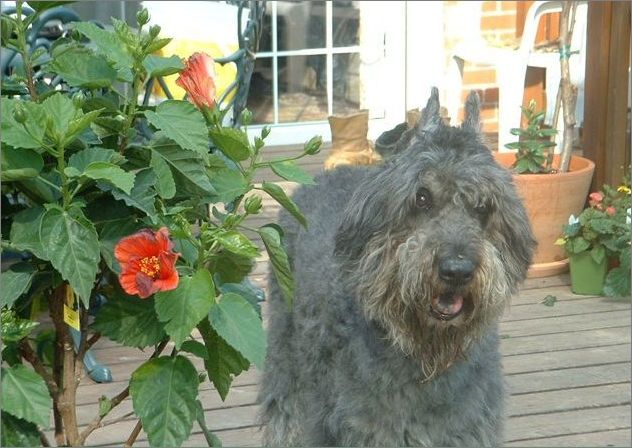 宠物大全:法兰德斯畜牧犬详细资料