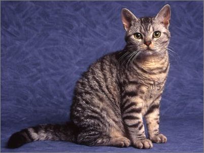 美国大猫品种图片