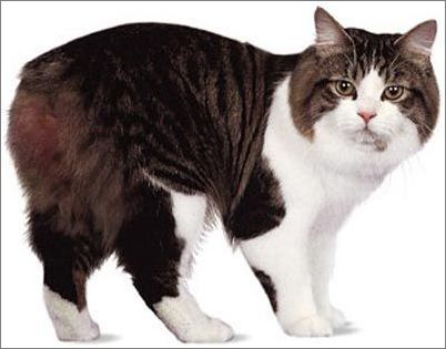 宠物大全：曼岛无尾猫的详细资料
