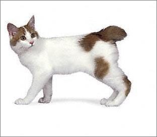 宠物大全：日本短尾猫的详细资料
