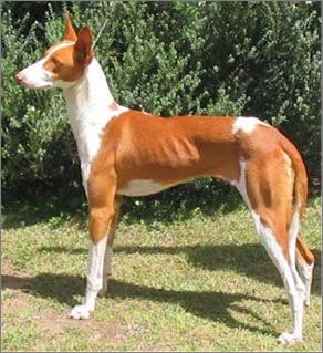 507851_IBIZAN-HOUND12.jpg