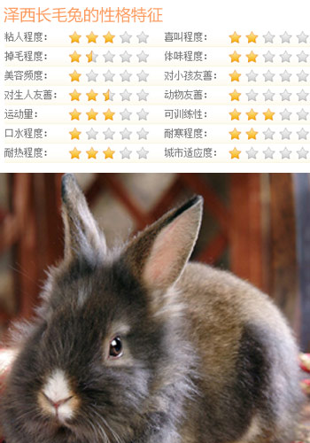 兔子宠物超市：养只兔子兔气扬眉迎兔年