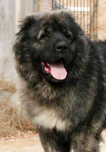 【高加索犬价格】_高加索犬全国各地价钱调查