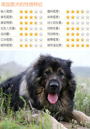 【高加索犬价格】_高加索犬全国各地价钱调查